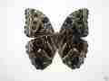 Morpho deidamia (verso, mosaic gynandromorph) (Internet Image property of respective owner, non-commercial use only)